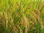 水稻病虫防治