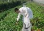 实施农药减量控害行动计划 促进农产品质量安全
