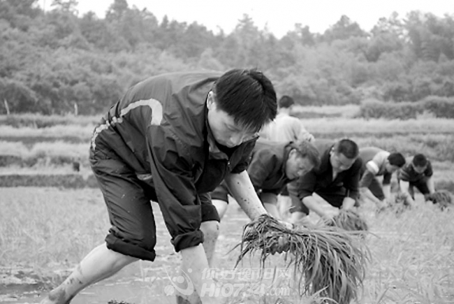 由于前段时间阴雨连绵，影响了今年“单改双”早稻春插的进度。天气好转以来，石鼓区松木乡党委、政府高度重视，积极组织全体机关干部和各村主要负责人走进田间地头，帮助农民朋友抢抓时机插早稻，有效地确保了全乡早稻春插的顺利进行。图为松木乡机关干部在该乡松木村香炉丘组帮助村民栽插早稻。武孝军  苏文波  摄