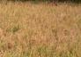 关于水稻成熟期茎叶枯死引起减产田间现场鉴定意见