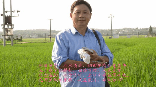 衡阳市水稻全程用药，开启安全生产新时代