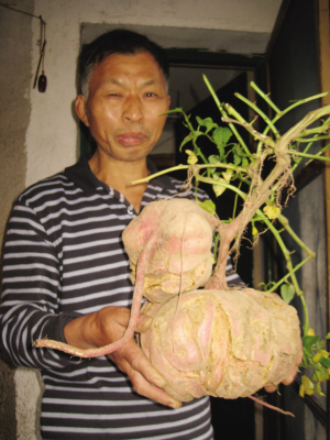 13斤重的“红薯王”，你见过吗？