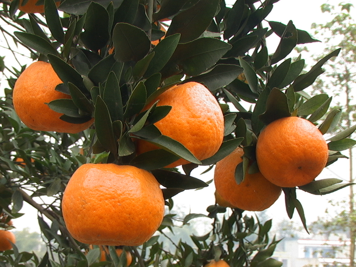 中科论坛：南方柑橘病虫害综合防治实用技术