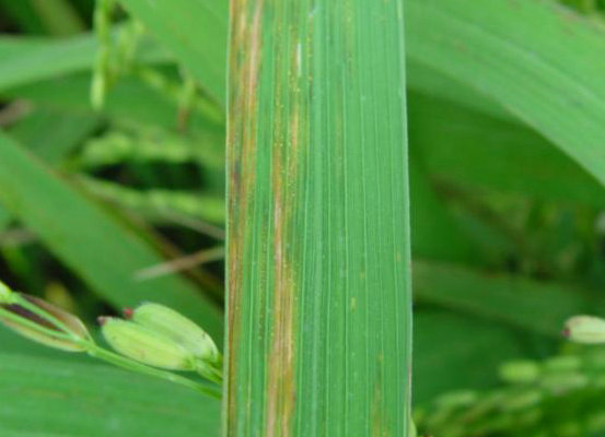 水稻白叶枯病菌和水稻细菌性条斑病菌的实时荧光pcr快速检测鉴定