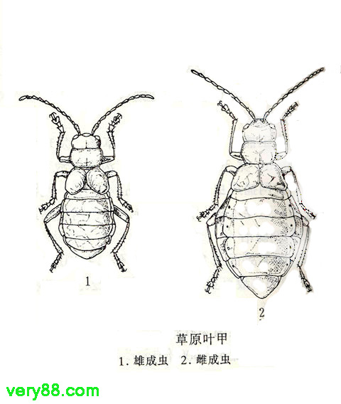 草原叶甲