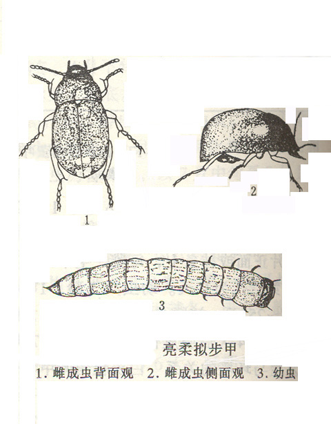 亮柔拟步甲