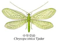 中国园林竹类82种病虫害诊断与防治、及天敌的保护利用