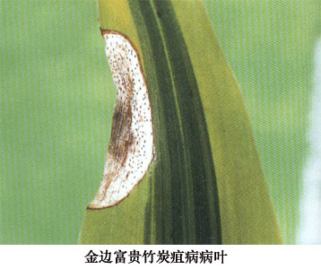 富贵竹炭疽病