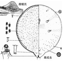 半球竹链蚧