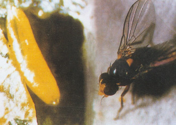 美洲斑潜蝇