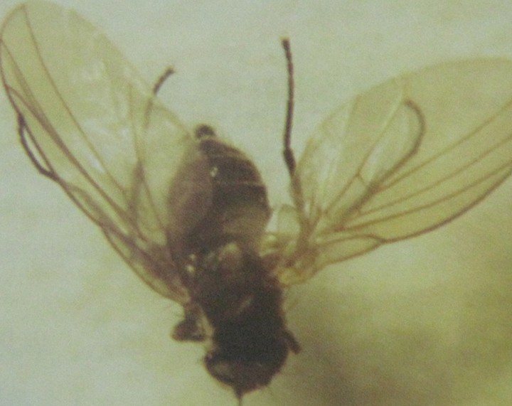 南美斑潜蝇