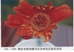 非洲菊茶黄螨