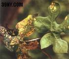 福禄考花叶病