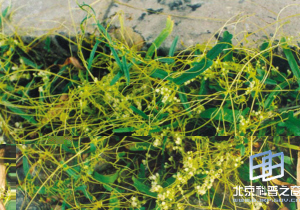 一串红菟丝子害