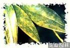 文心兰花叶病