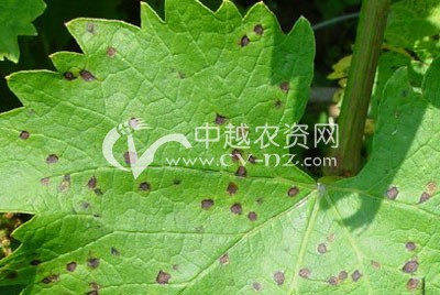 大花蕙兰假尾孢褐斑病