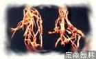 非洲紫罗兰根结线虫病