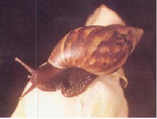 褐云玛瑙螺