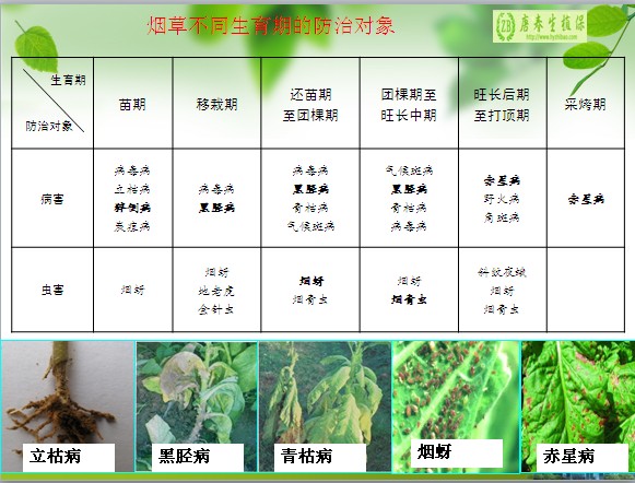 南方烟草病虫害综合防治实用技术