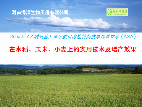 抗旱剂旱立停在水稻、玉米、小麦的实用技术及增产效果