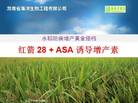 水稻防病增产黄金搭档--红箭28+ASA诱导增产素