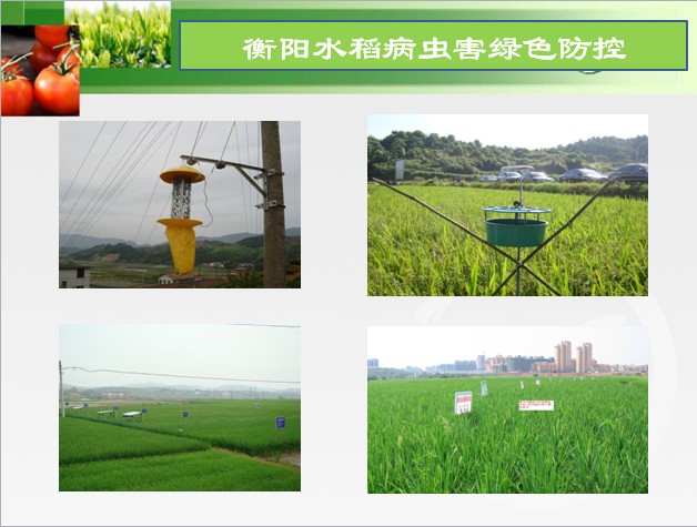 衡阳市2013年水稻病虫害绿色防控示范与推广实施方案