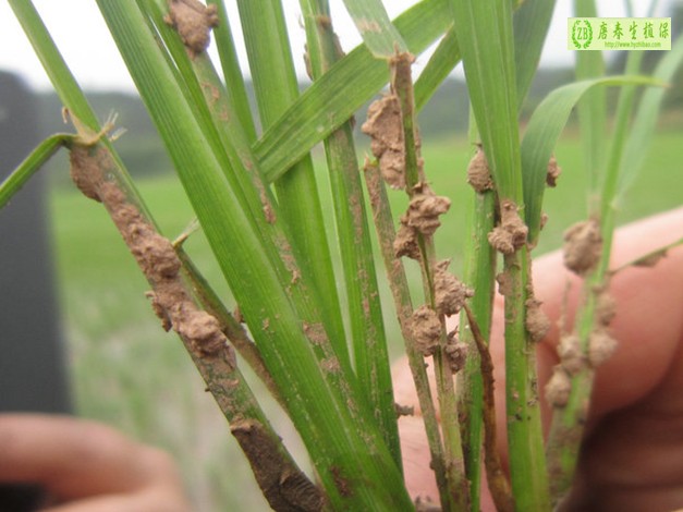 植保专家田边“开方”治虫害
