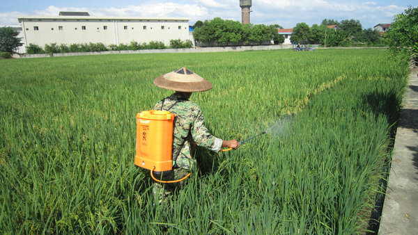 秋粮生长关键期各地农业部门要做好高温虫害预防