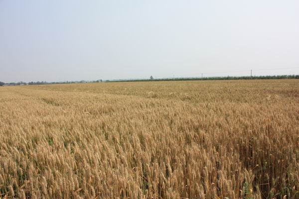 关于转发2014年全国小麦重大病虫害发生趋势预报