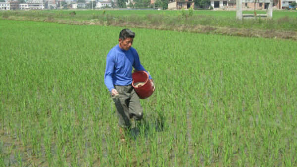 南方不同类型稻田化学除草技术