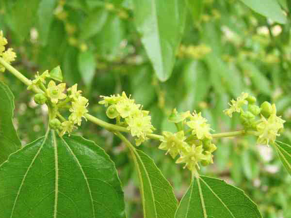 枣树开花期前后（5-6月份）病虫害综合防治