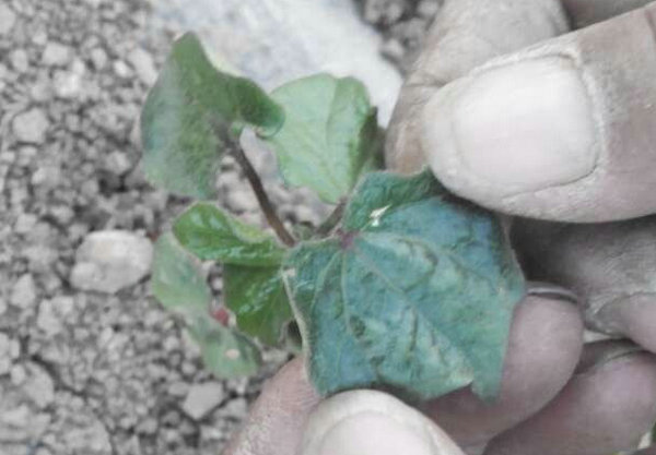 新疆棉花苗和葫芦苗叶片出现卷边干枯死苗的远程诊断