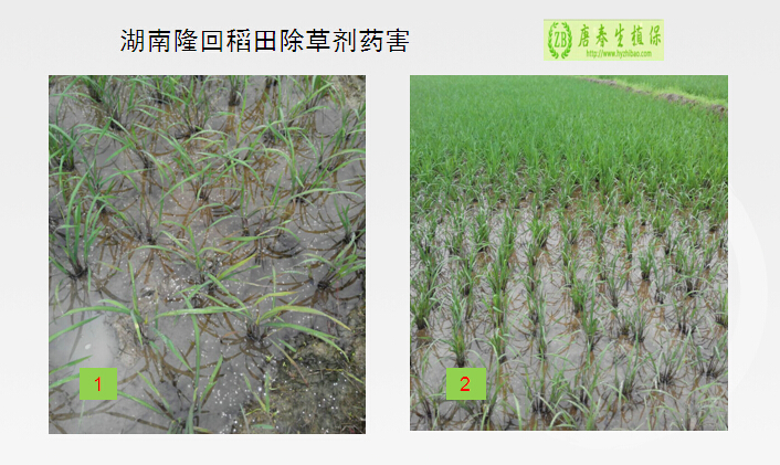 湖南隆回一农户稻田出现除草剂药害的远程诊断及补救措施