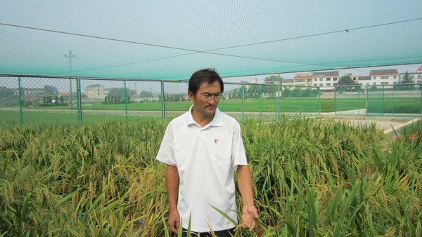 中科作物调节与土壤调理剂为稻米镉污染控制技术应用助力