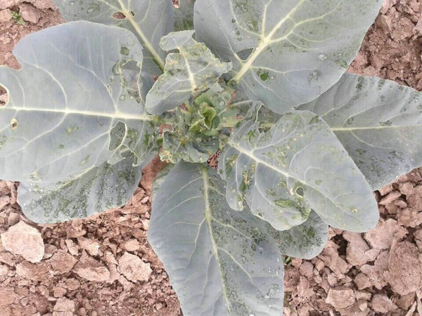 或25%噻枯唑可湿性粉剂800倍液,或农用链霉素5000倍液喷雾,10-15天