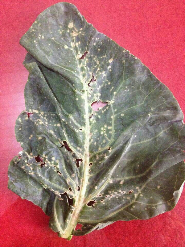 或25%噻枯唑可湿性粉剂800倍液,或农用链霉素5000倍液喷雾,10-15天