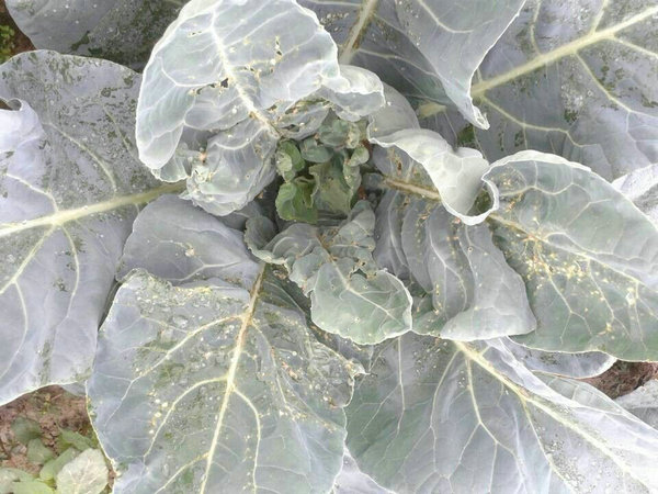 西兰花是药害还是病害的远程诊断