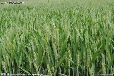 中科小麦高产优质病虫害防治实用技术手册