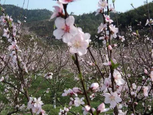 如何区别作物真菌类、细菌类、病毒类、生理性病害?