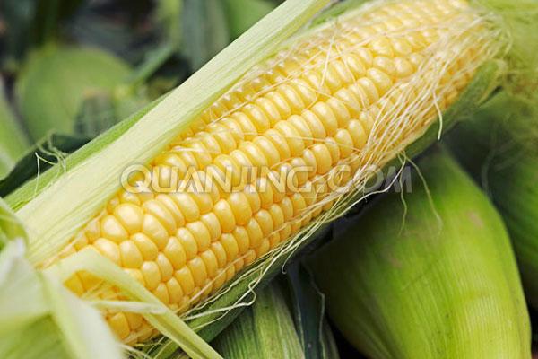 58种玉米病虫害识别、发生规律和防治技术
