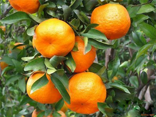 49种柑橘病虫害的发生规律和防治方法