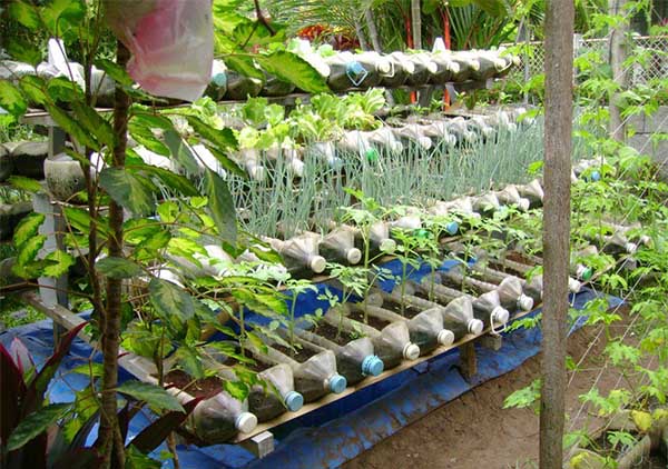 菲律宾的JOJO和他自给自足的塑料瓶菜园