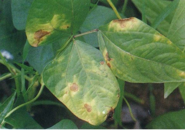 49种豇豆病虫害的识别、发生规律和防治技术