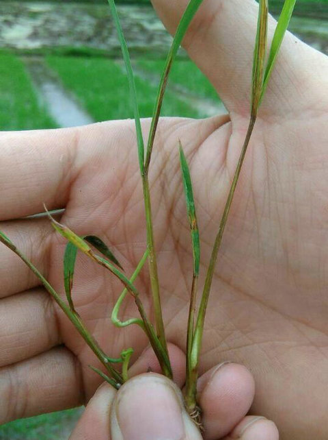 秧田慎用除草剂，以免发生药害