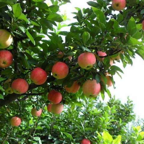 果园苹果树管理四季歌