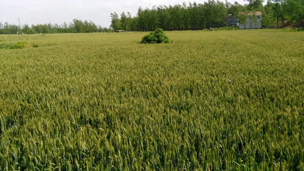 河南省2015年小麦“一喷三防”推荐用药