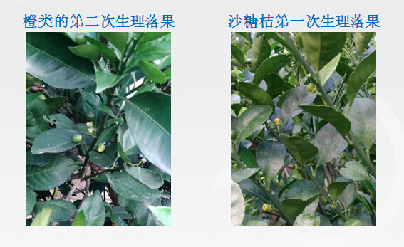 抓好柑桔生理落果期病虫害防治工作