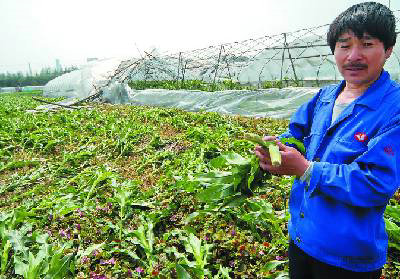 应对异常天气影响，采取措施防控蔬菜病虫害