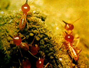 黑翅土白蚁的生理习性危害和防治方法