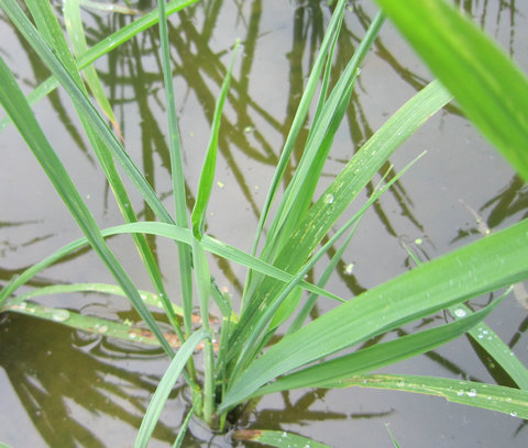 弄清水稻除草剂药害发生的原因